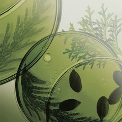 Root:Gen For Women Hair Loss Cares Shampoo 353ml Special Set (+100ml)